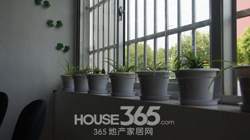 办公室内整齐排放的小绿植 办公室内整齐排放的小绿植